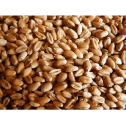 Пшеница несоложеная ПМ, 1 кг